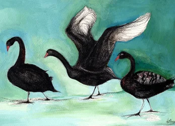 A ballet of Black Swans, 2013